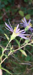 Eurybia spectabilis