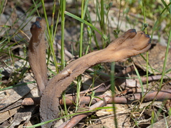 Clavulina vinaceocervina