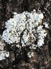 Myelochroa aurulenta