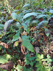 Triosteum perfoliatum