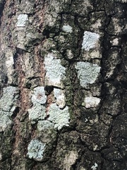 Myelochroa aurulenta