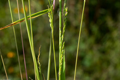 Leersia