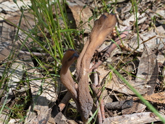 Clavulina vinaceocervina