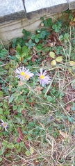Eurybia spectabilis