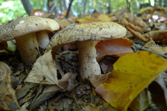 Russula foetens
