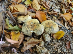 Russula foetens