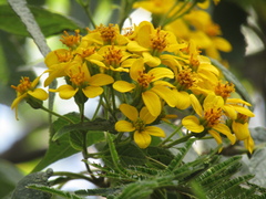 Dendroviguiera quinqueradiata