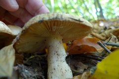 Russula foetens