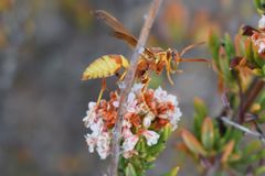 Polistes dorsalis californicus