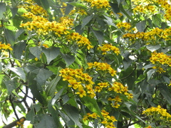 Dendroviguiera quinqueradiata