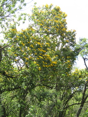 Dendroviguiera quinqueradiata