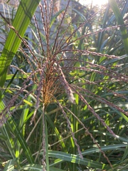 Miscanthus