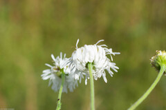 Erigeron delphinifolius