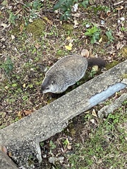 Marmota monax