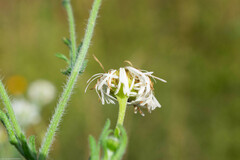 Erigeron delphinifolius