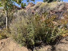 Salvia yangii