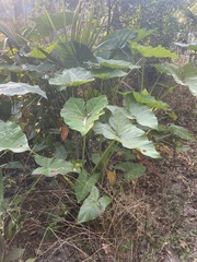 Xanthosoma robustum