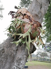 Platycerium bifurcatum