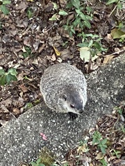 Marmota monax