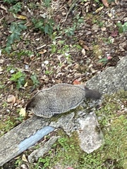 Marmota monax
