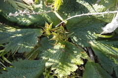 Arctopus echinatus