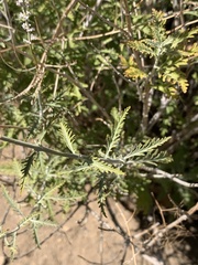 Salvia yangii