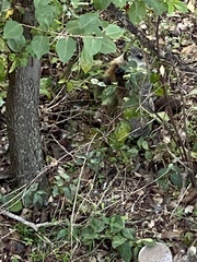 Marmota monax