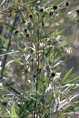 Helianthus nuttallii