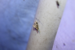 Perispasta caeculalis