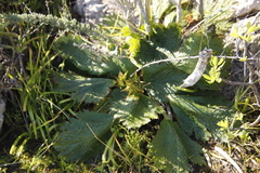 Arctopus echinatus