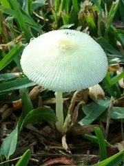 Leucocoprinus fragilissimus