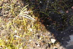 Isoetes