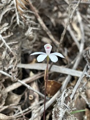 Caladenia