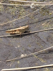Oedipodinae