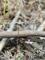Caladenia