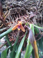 Maxillaria tenuibulba