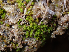 Takakia