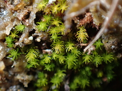 Takakia