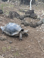 Chelonoidis niger