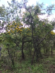 Dendroviguiera quinqueradiata