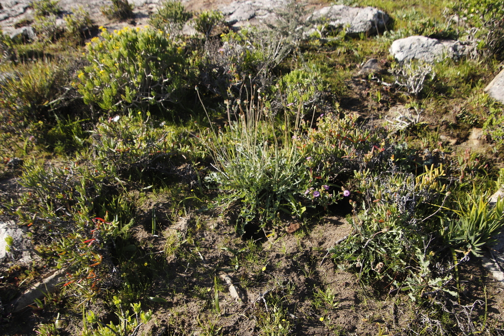 Othonna rotundiloba, Shark Bay Hill trail, above Oostewal