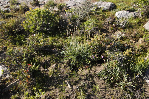 Image of Othonna rotundiloba by (c) Tony Rebelo, some rights reserved (CC BY-SA)