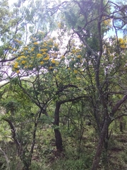 Dendroviguiera quinqueradiata