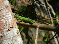 Anolis luteogularis