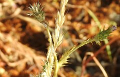 Carduus pycnocephalus