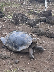Chelonoidis niger