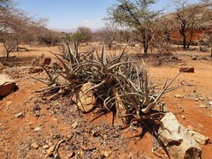 Aloe ruspoliana