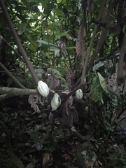 Theobroma cacao