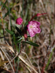 Kalmia microphylla