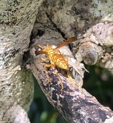 Polistes olivaceus